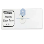 Amoeba Binary Fission Slide